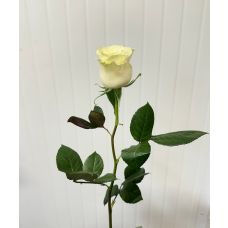 роза белая