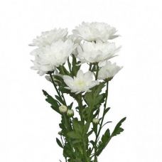 Хризантема белая